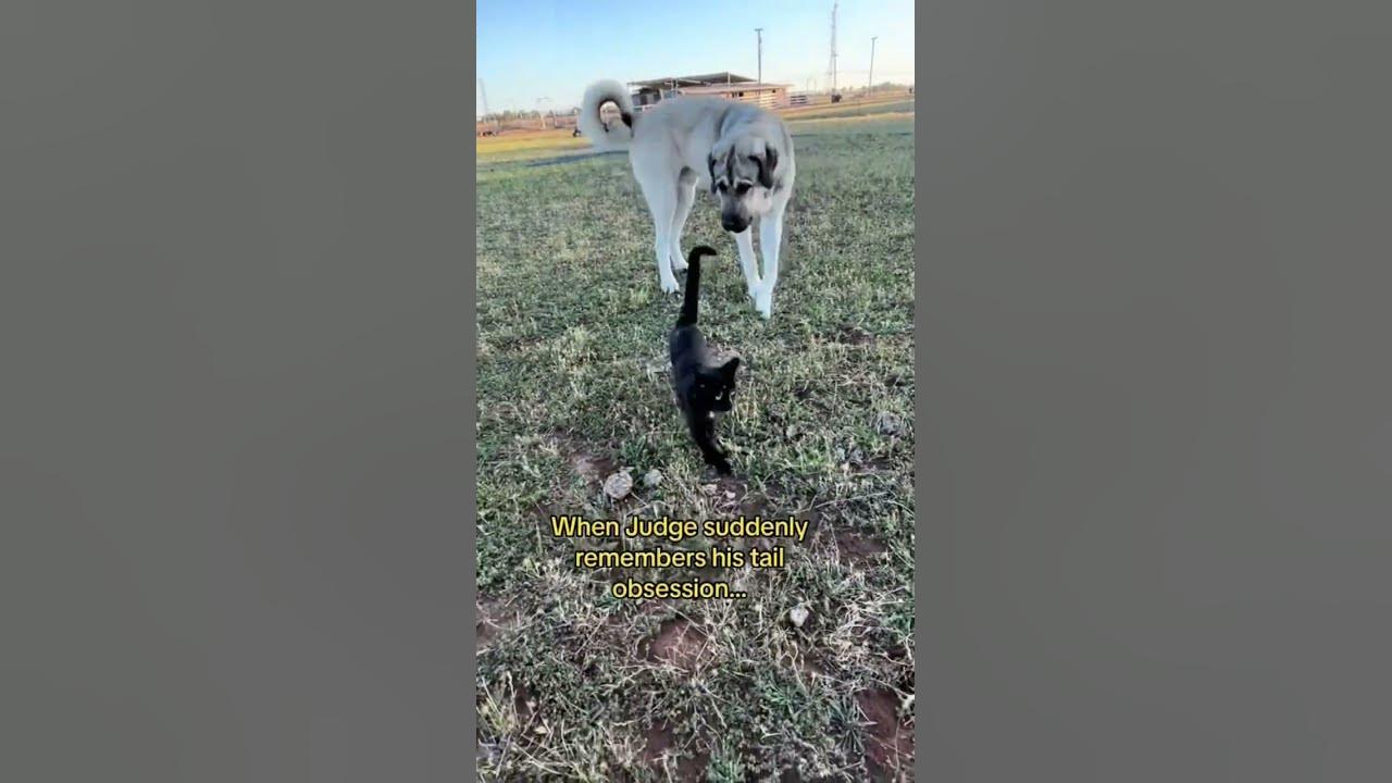 Livestock guardian dog Judge remembers his recon cat tail obsession👀😂