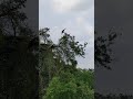 Hawk Videos - 4.5.2023