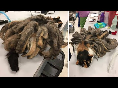 Когда ветеринары увидели эту кошку, они потеряли дар речи!