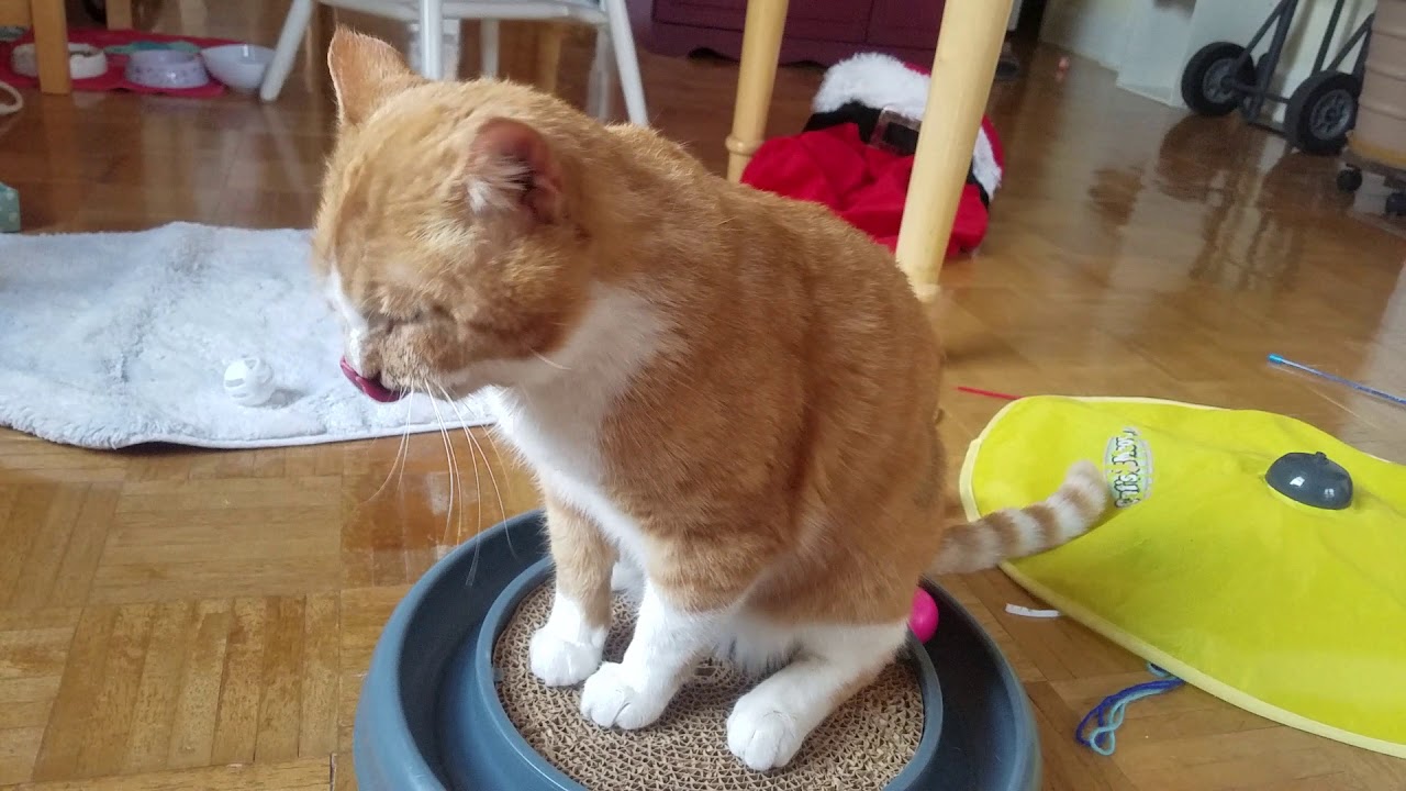 Buttercup takes a cat bath YouTube