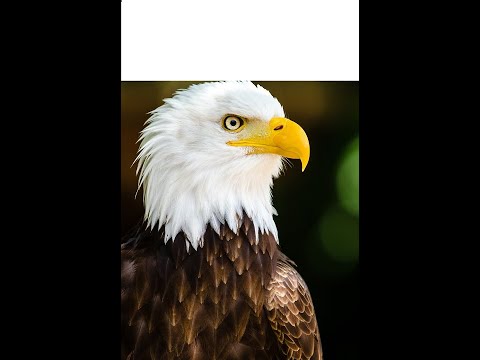 النسر الابيض الملكي من اجمل النسور في العالم