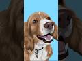 Pet Vector Art Process – InfiniteArtus