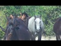 Άλογα και Μουλάρια (Horses and Equus asinus × Equus caballus)