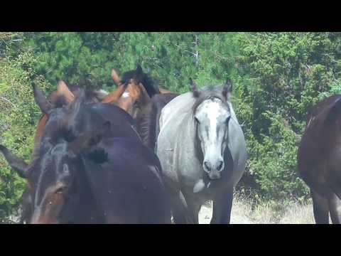 Βίντεο: Ένα μουλάρι που ονομάζεται Wallace παίρνει Dressage και αφήνει έναν νικητή