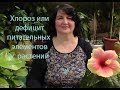 Хлороз или дефицит питательных элементов у растений - видео Ольги Пряниковой