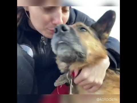 Видео: Что общего между слепой и глухой собакой?