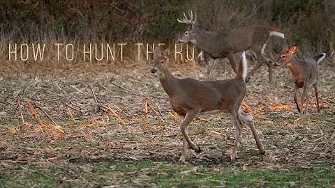 How to Hunt the Rut | Building Whitetails | SPYPOINT