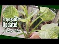 Part 2 how to propagate philodendron birkin  propagation update