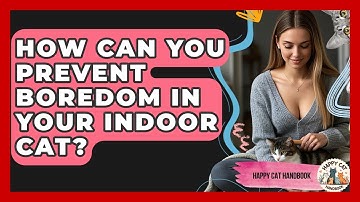 How Can You Prevent Boredom In Your Indoor Cat? - Happy Cat Handbook