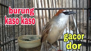 BURUNG KASO KASO GACOR ASLI SUARA DARI ALAM