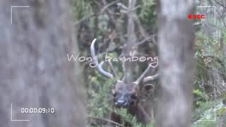 Suara kijang /RUSA . KIJANG HUNTER