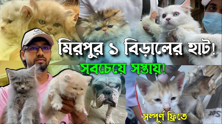 Video 11903731: persian cat