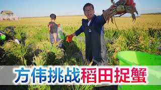 100 things to do with my wife--catch crabs in the rice fields