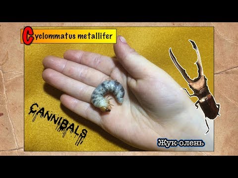 Личинки жука-оленя съели друг друга // Cyclommatus metallifer