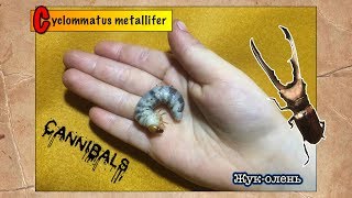 Личинки жука-оленя съели друг друга // Cyclommatus metallifer Личинки жука-оленя съели друг друга // Cyclommatus metallifer
