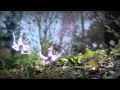 愛のコンチェルト.wmv