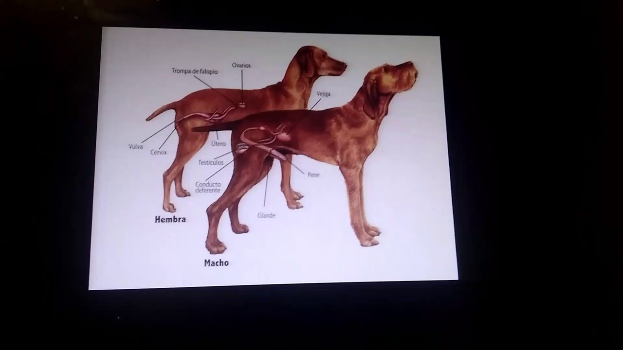 Reproduction in dogs YouTube