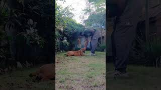 Obedience Training Update with Boerboel Pepsi