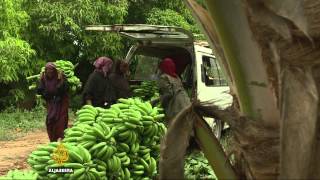 Somalia's banana industry makes a comeback