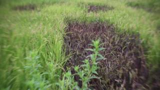 Petzval 58 Bokeh Control Art Lens Test A