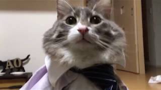 サラリーマンになった猫 ノルウェージャンフォレストキャットOffice worker.Norwegian Forest Cat.