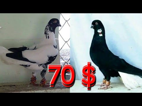 افضل انواع الحمام النوري مشخطات نوريات حمر نوريات سود اللمانيات