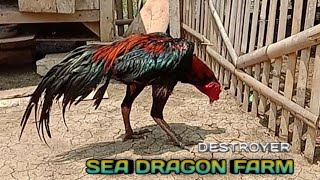 SEA DRAGON FARM