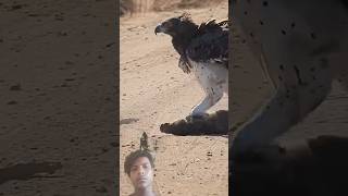 Eagle 🦅 swoops Done onto Warthog in Road