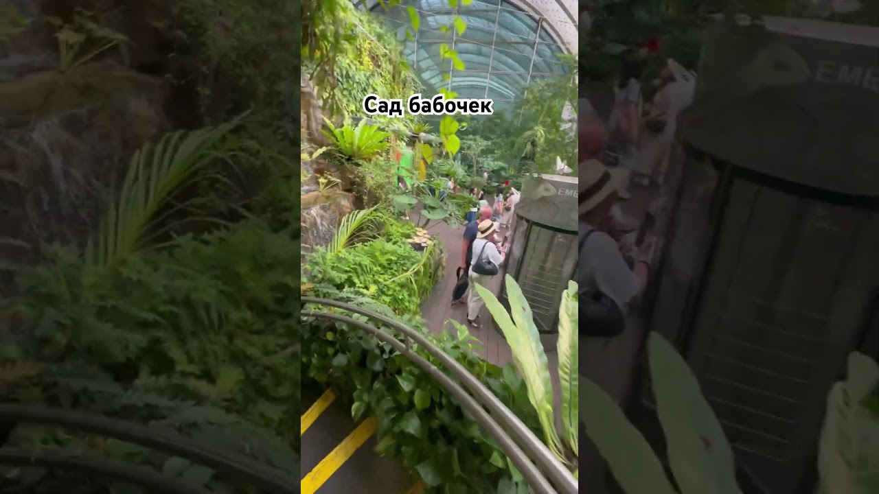 Сад бабочек в аэропорту. Чанги аэропорт это была моя мечта, которая стала реальностью. 
