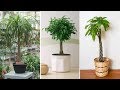 Plantas de interior con tallo decorativo - Decogarden - Jardinatis