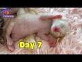 Day 7 - Cutest Baby Kittens Learn their first lesson to be a real cat – Sleeping and Eating