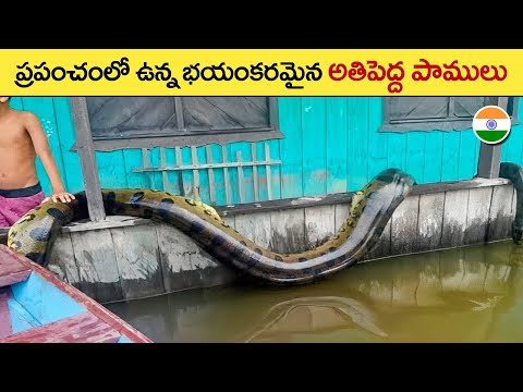 🔵 అతి బలమైన పాములు | biggest snakes in the world | facts in telugu | intresting animal facts