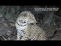 New footage shines spotlight on Arizona jaguar