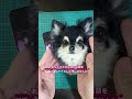 あなたの愛犬のお顔を可愛いプレートにして残しませんか？ずーっと一緒！を叶えます。#わたわたペット #癒し #ハンドメイド #愛犬そっくり #愛犬 #ペットロス　#メモリアルグッズ