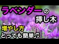 『ラベンダー』たくさん増やそう！だれでも簡単♫