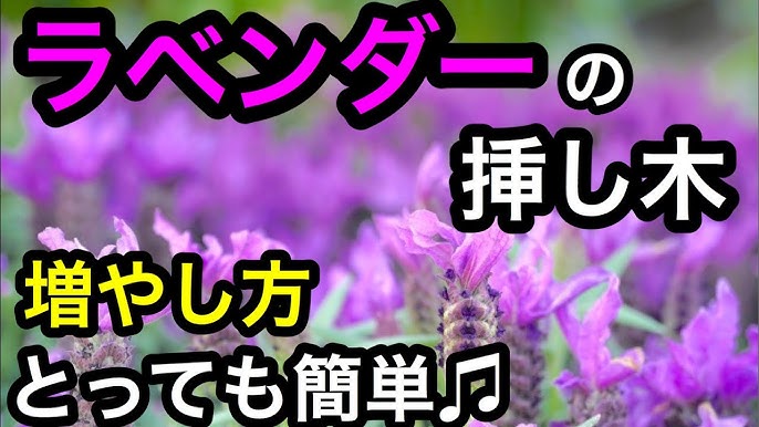 ラベンダーの剪定 Youtube ラベンダーの剪定 Youtube