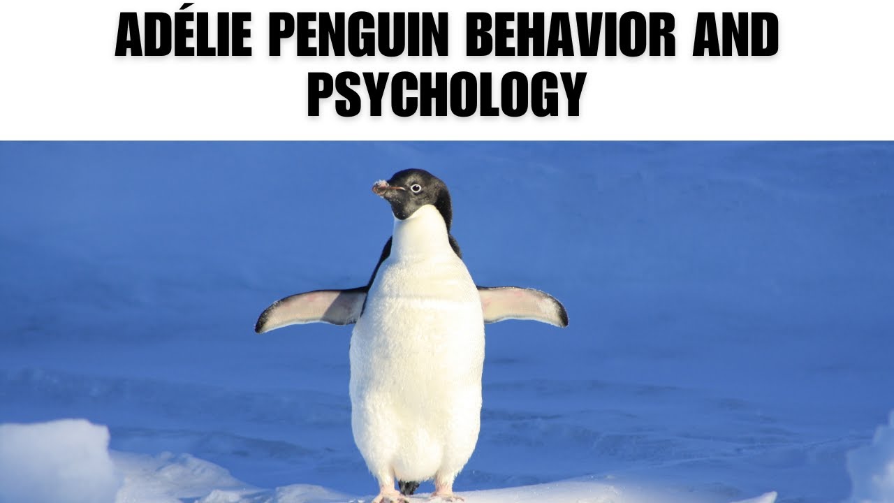 Adélie Penguin Behavior and Psychology | Interesting Facts | The Beast World