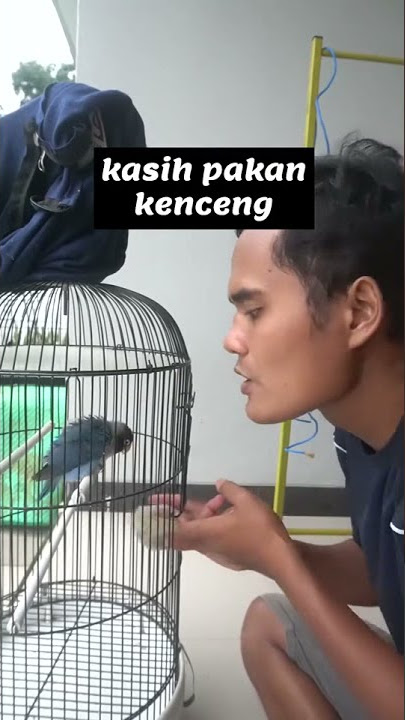 Love birds gacor ngekek panjang konslet - Love Birds Sounds Ngekek