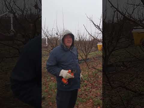 كيفية تقليم شجرة الكاكي بلاكمين ادخل القناة لمشاهدة الفيديو      