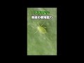 アブラムシ脅威の繁殖能力#shorts