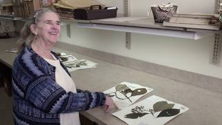 Inside a Hidden Herbarium | 8 Million Plant Specimens & Women in Science