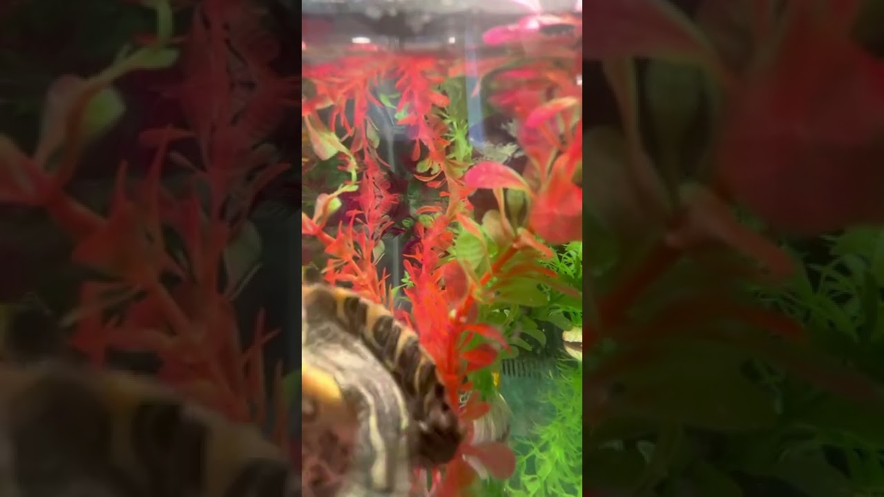 New Flat Aquarium heater for my turtle ￼