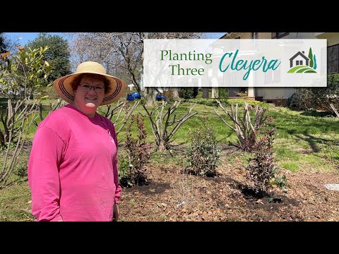 Vídeo: Cleyera Plant Care - Consells per cultivar arbustos de Cleyera
