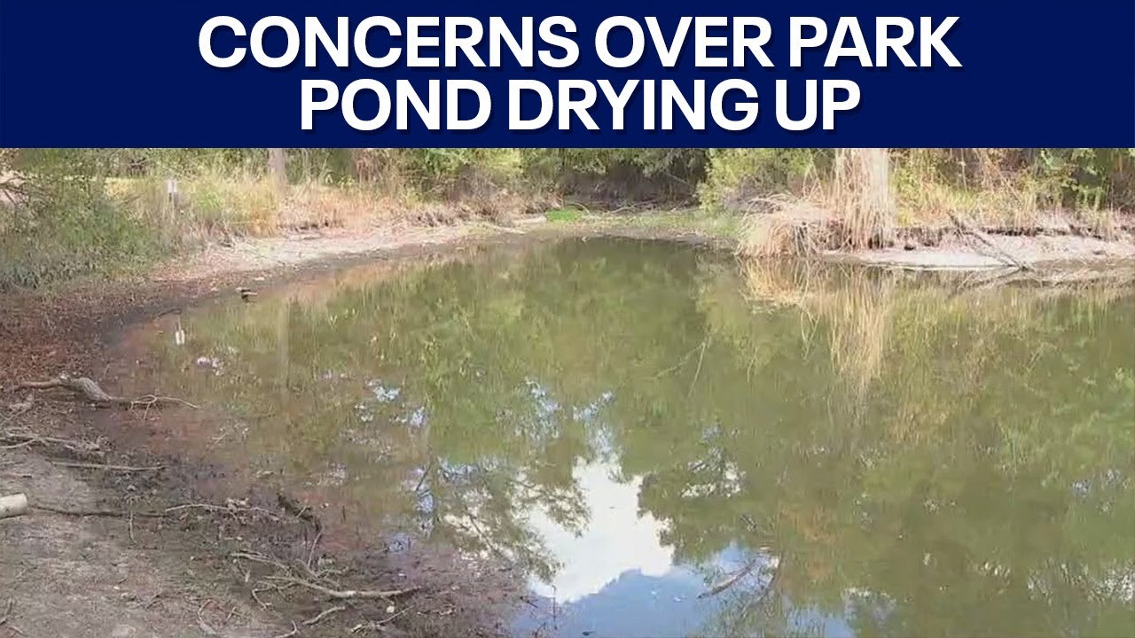 Wildlife & tree concerns as Beverly Sheffield park pond is drying up | FOX 7 Austin