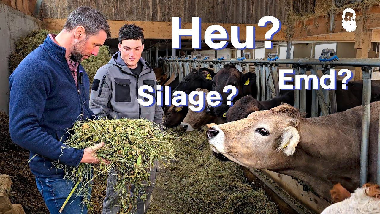 Was fressen Kühe am liebsten? Schweizer Bergbauer klärt auf