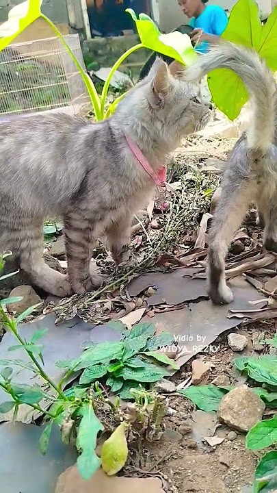 Chiki gak sopan. Kakak Chiko di kasih pant*t. #cat #short #shorts #shortvideo #shortsfeed #cute