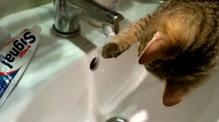 Video 1056061: cat bath, drinking bath, cat bathroom