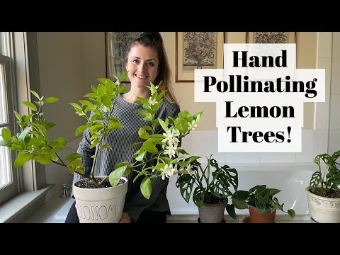 Hand Pollinating Lemon Tree&rsquo;s!