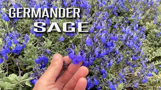 Easy Border Plant | Germander Sage (Salvia chamaedryoides) by Budget Plants 2,984 views 1 year ago 3 minutes, 36 seconds