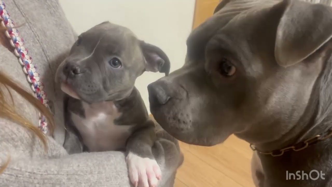 なんとっ！！！まさかの！！！我が家！！！家族が増えました♡#ピットブル #赤ちゃん#名前ROTT